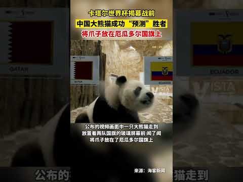 足球运动专,业成新增,个热门专业,大赢家足球比分网,体育官网,平台入口,足球比分,即时比分,比分直播